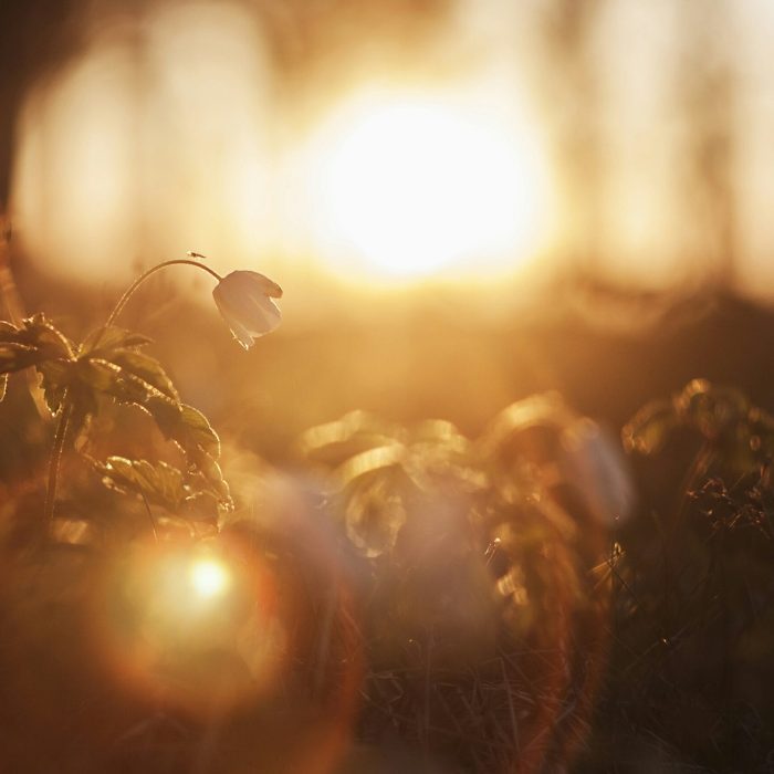Meditación para subir la vibración energética