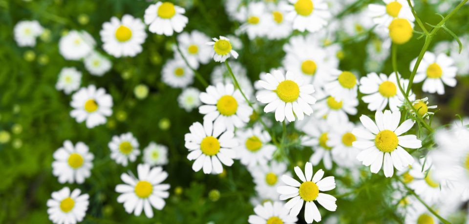 eliminar toxinas con naturopatía