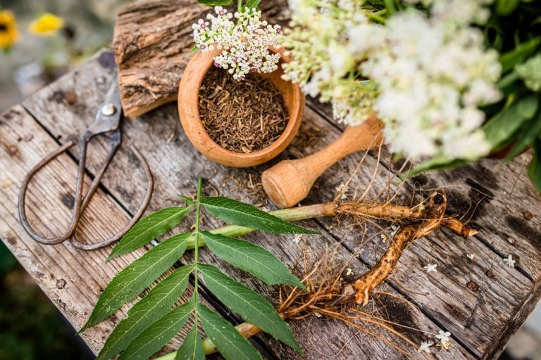 Plantas medicinales esenciales