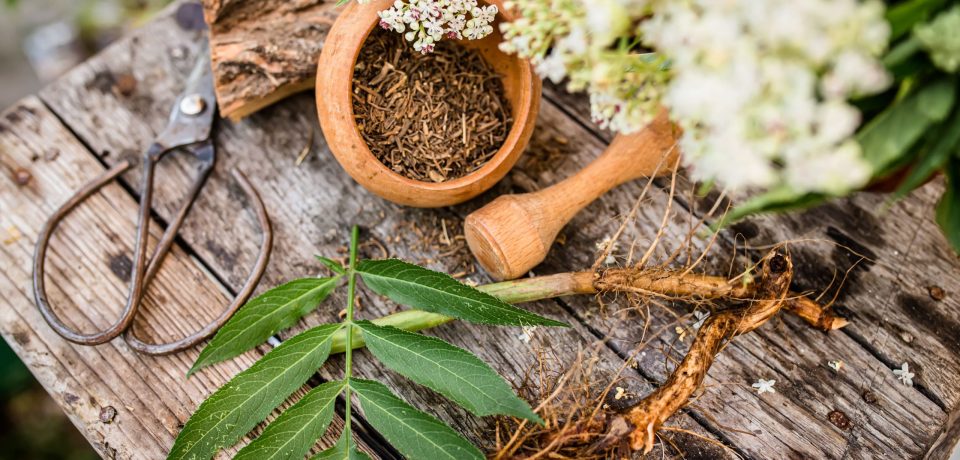 fresh-harvest-dwarf-elder-root-dried-organic-bulk-2024-11-26-20-12-00-utc (1) Plantas medicinales esenciales