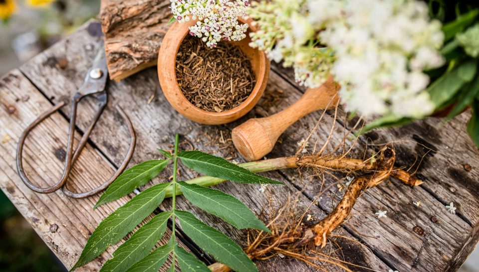 fresh-harvest-dwarf-elder-root-dried-organic-bulk-2024-11-26-20-12-00-utc (1) Plantas medicinales esenciales