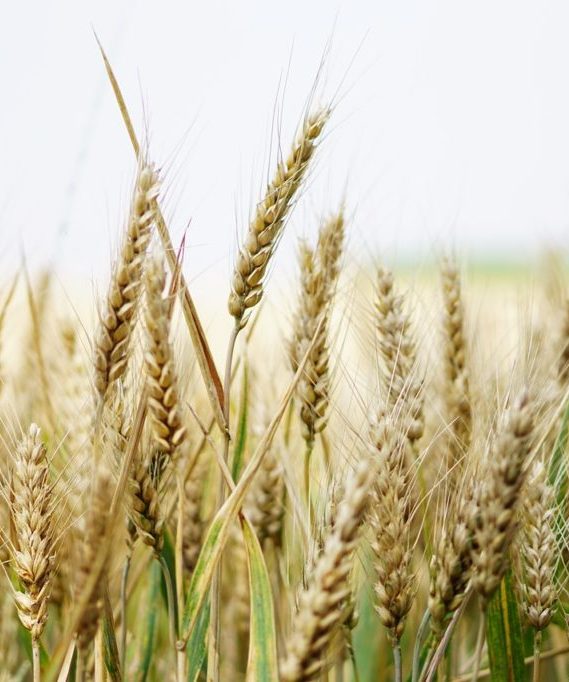 test intolerancias alimentarias en barcelona